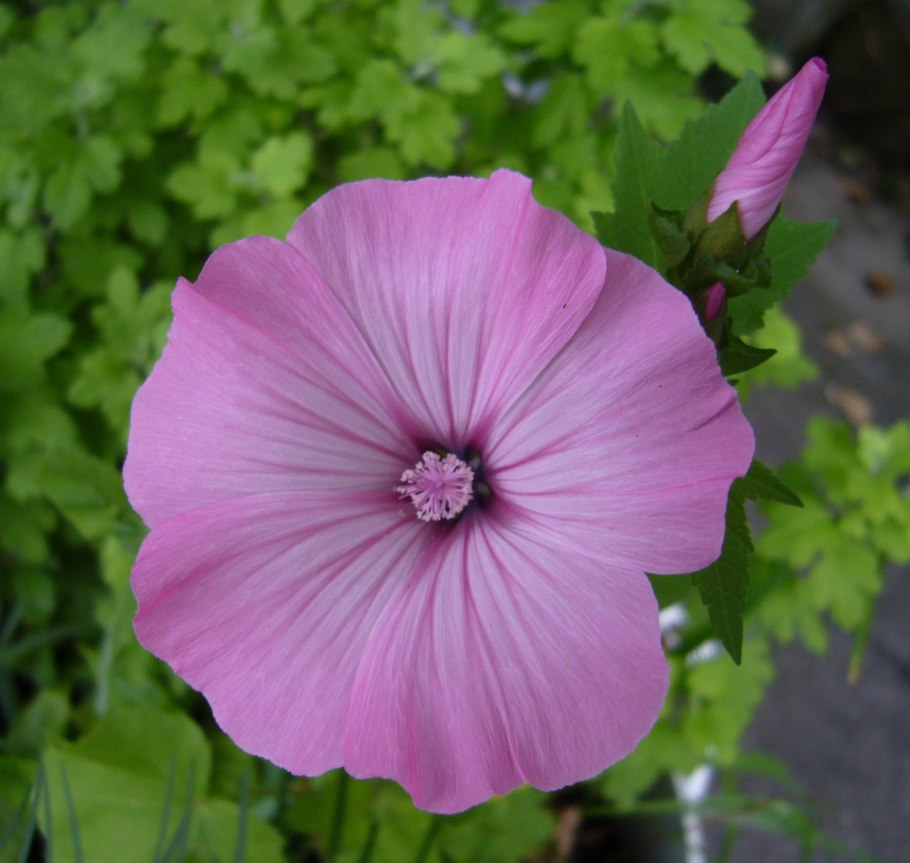 Лаватера (Lavatera)