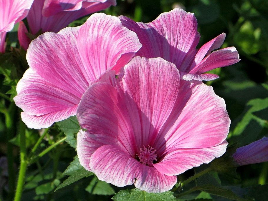 Садовая роза лаватера рассада