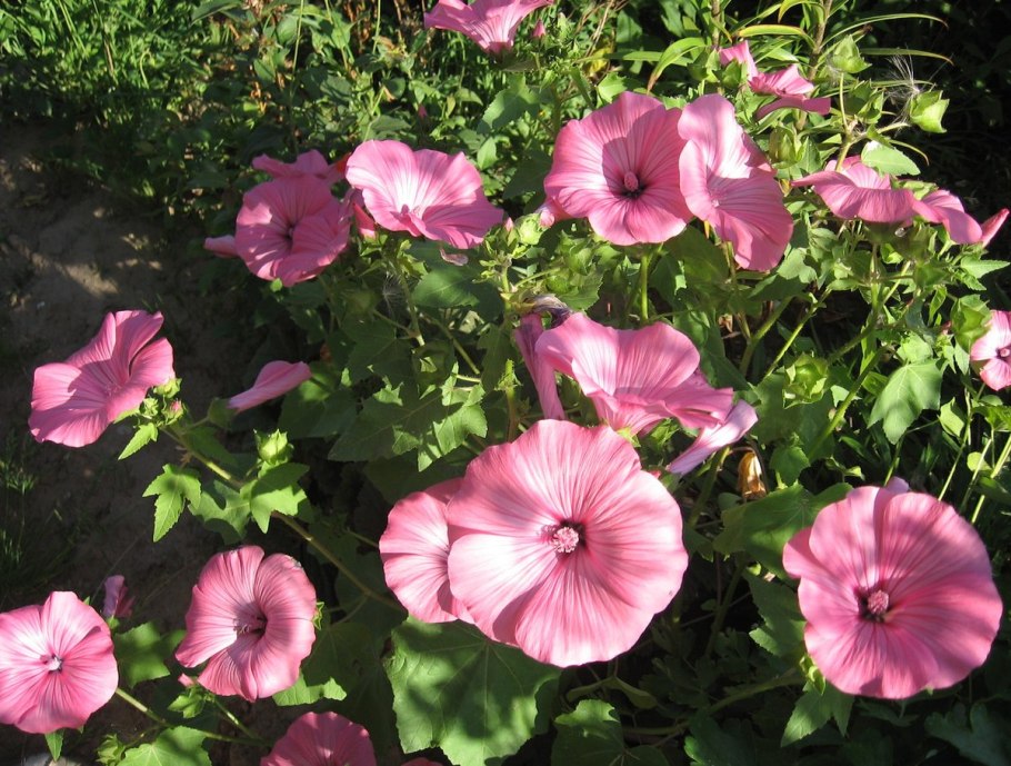 Лаватера Лавлайнс