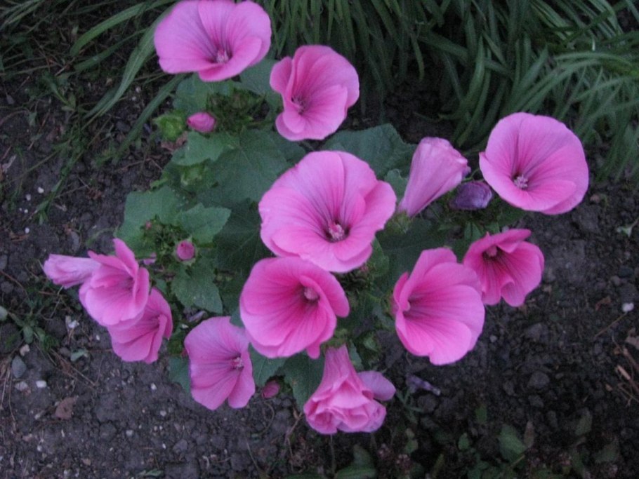 Лаватера садовая роза