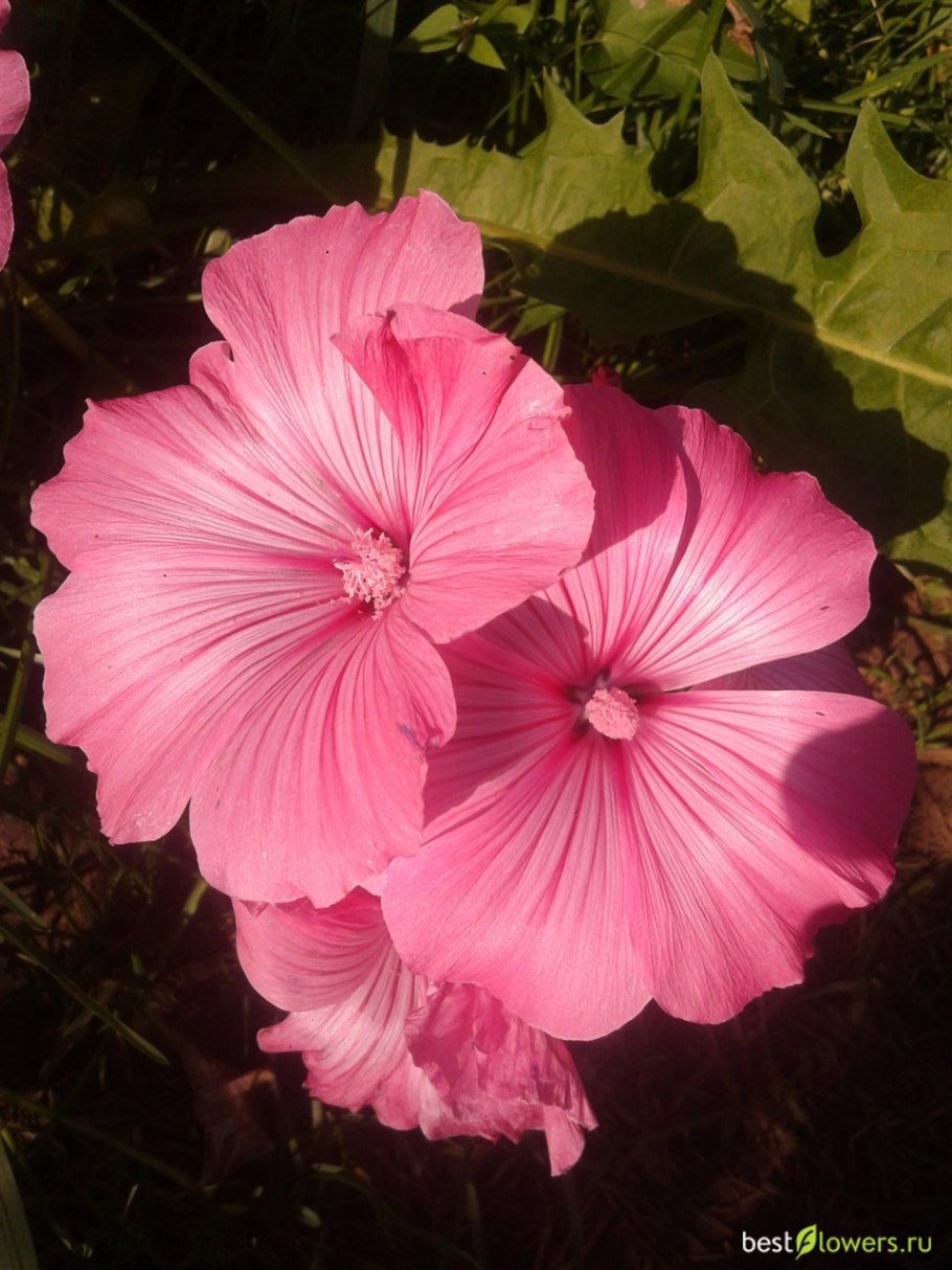 Лаватера тюрингенская