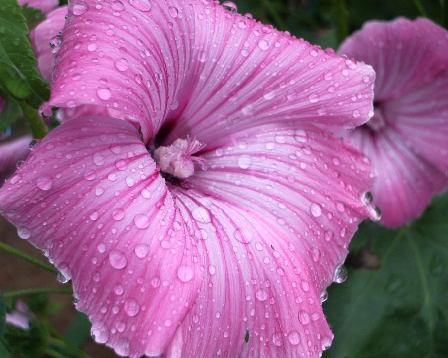 Лаватера Лавлайнс