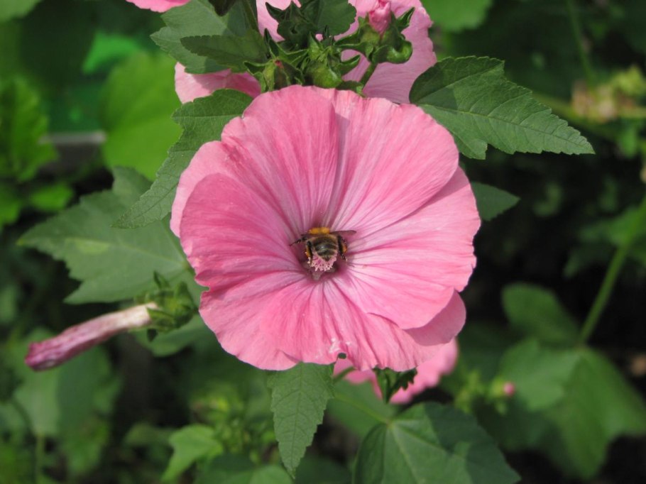 Садовая роза лаватера