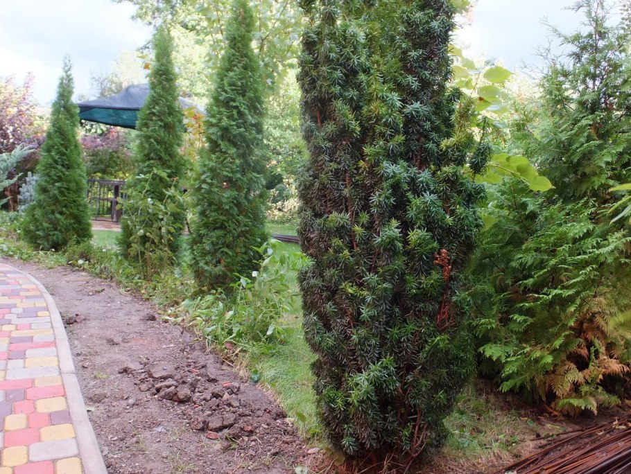 Тис средний (Taxus Media "Hicksii")*