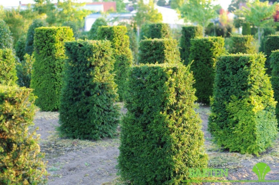 Тис ягодный Довастонии Ауреа