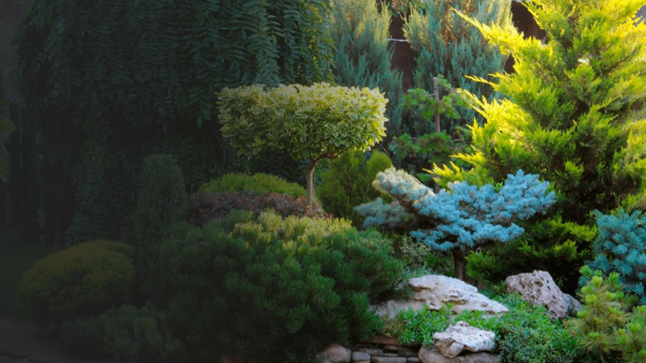 Тис Taxus baccata 'David'