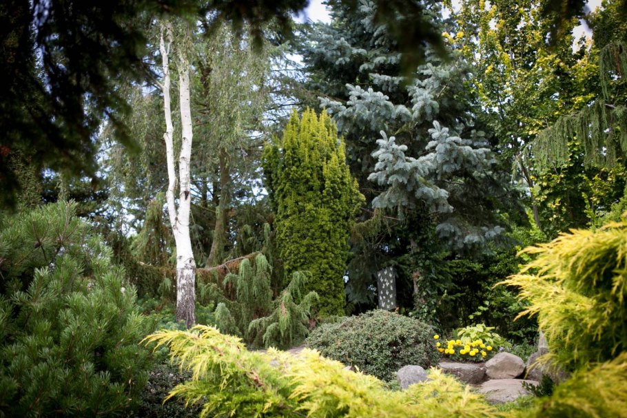 Тис Хилли в ландшафтном дизайне