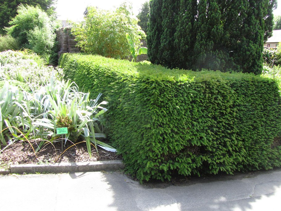 Гортензия и бересклет