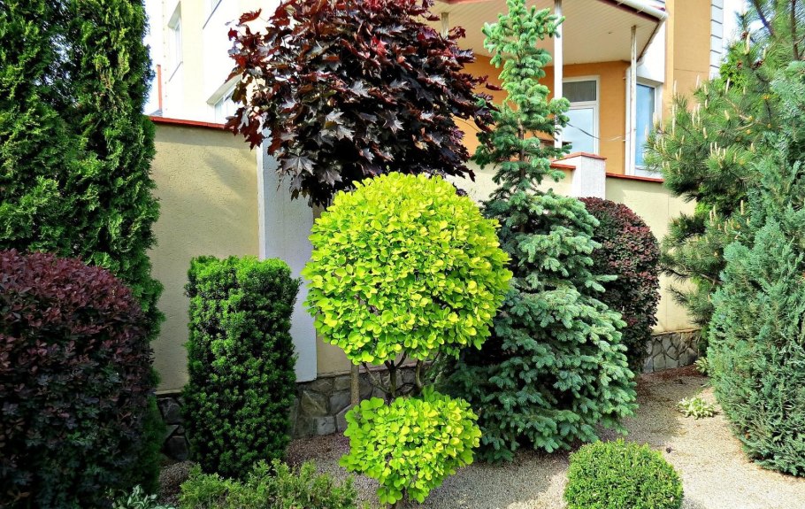 Вереск Живая изгородь