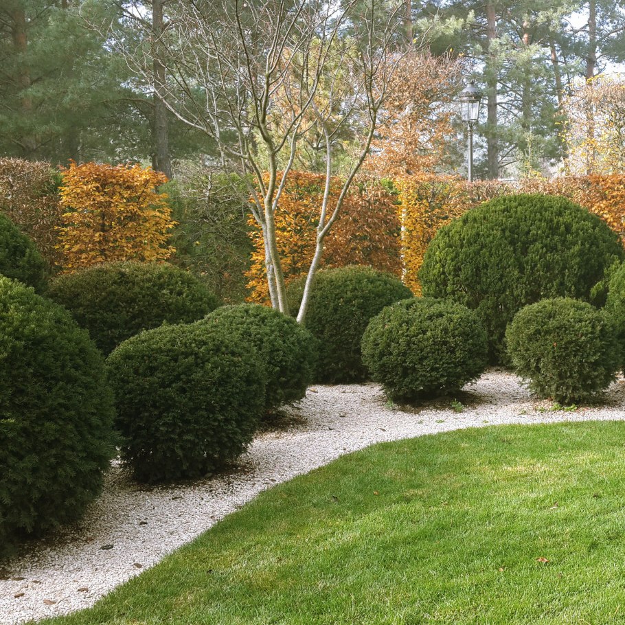 Топиар хвойников