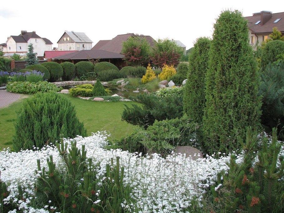 Туя Брабант для арки