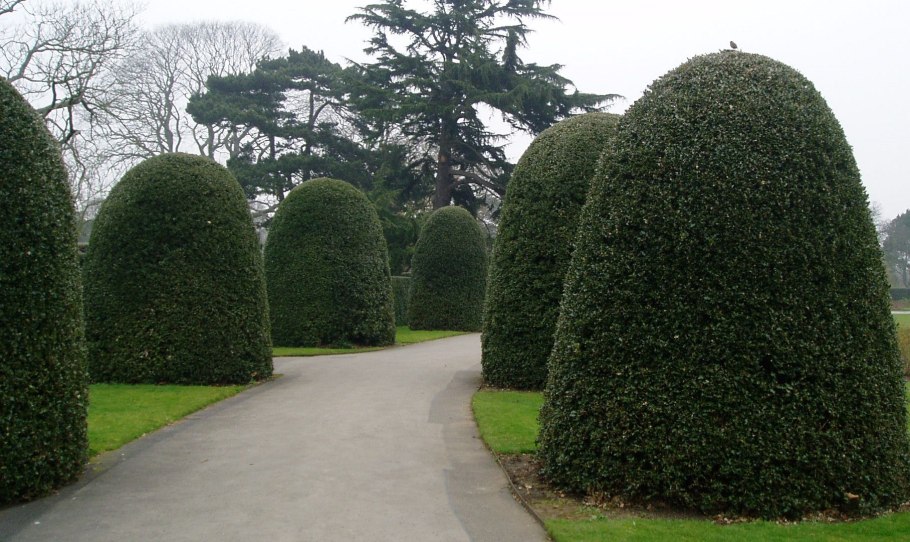 Туя Западная Фастигиата