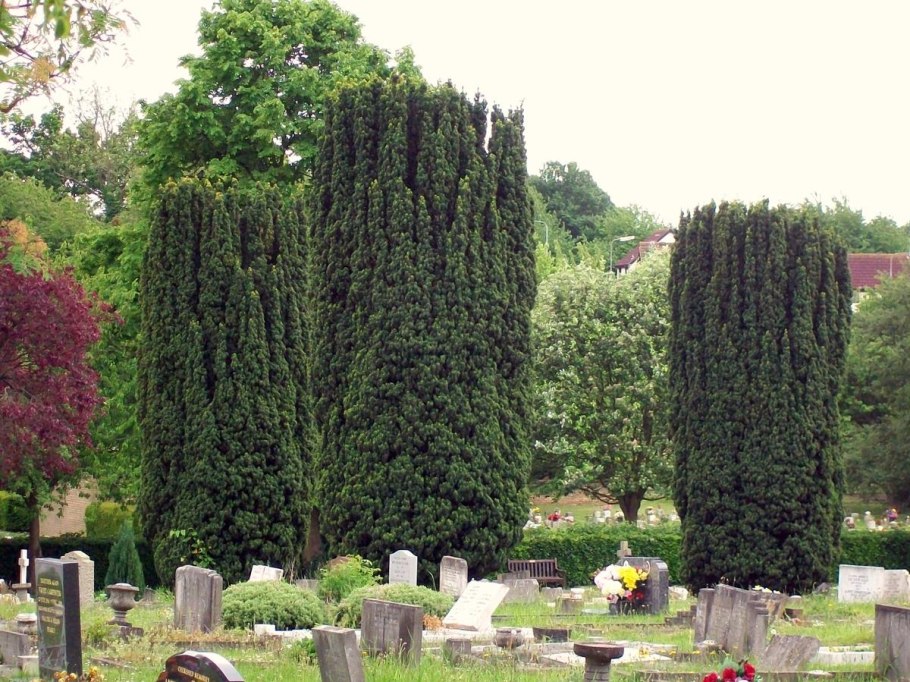 Тис ягодный Taxus baccata