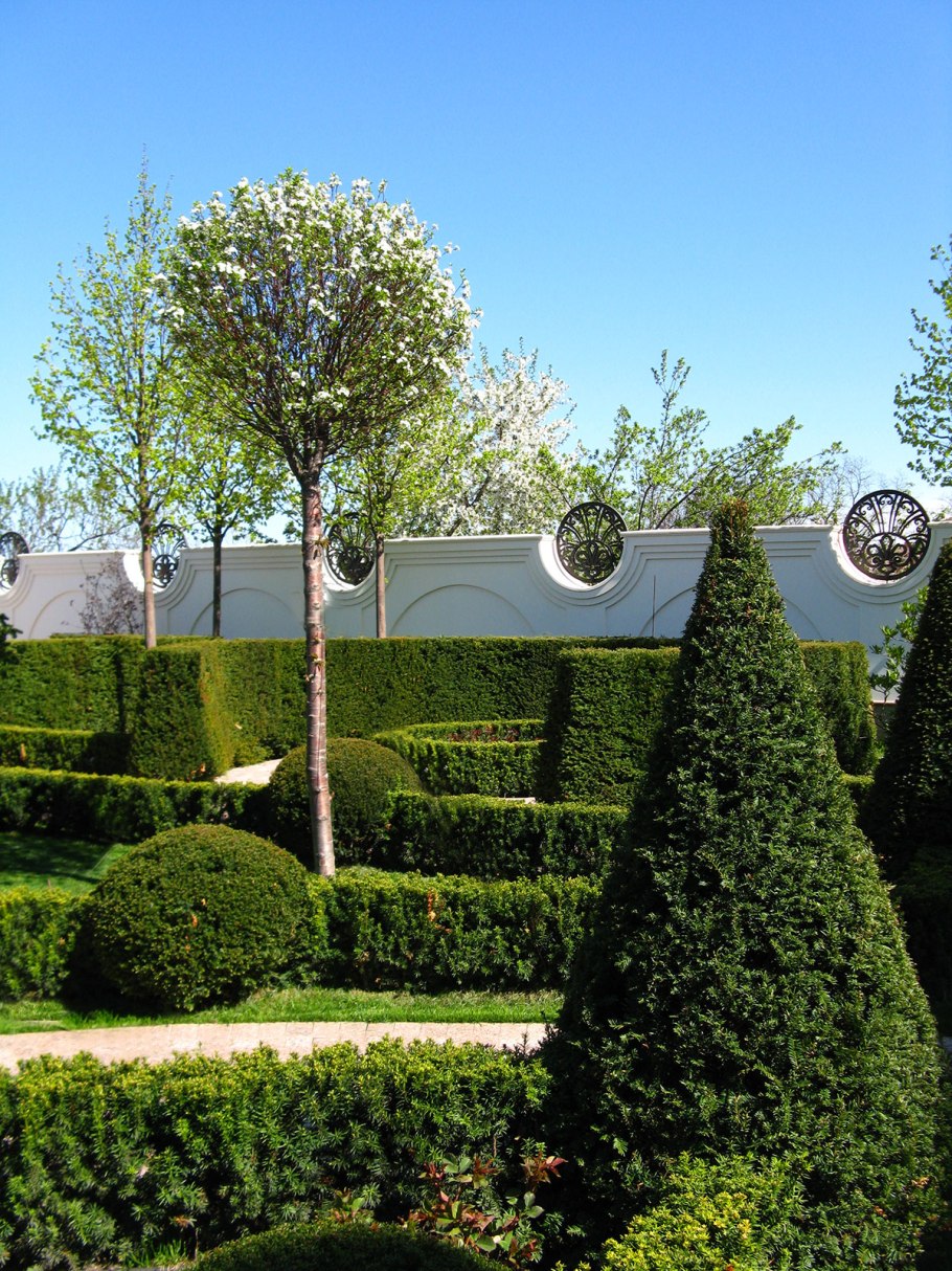 Taxus baccata Версаль