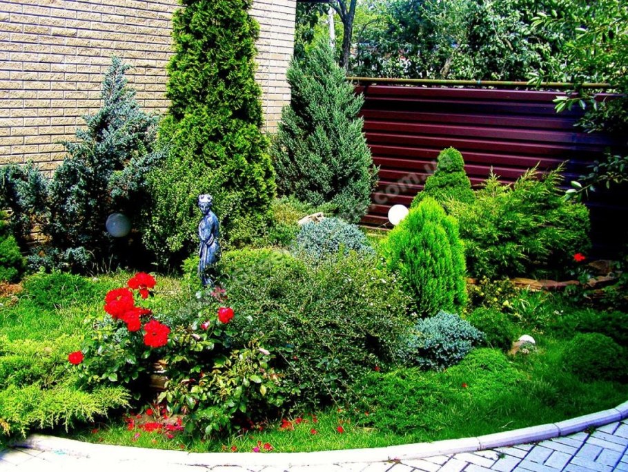 Тис ягодный формировка кроны