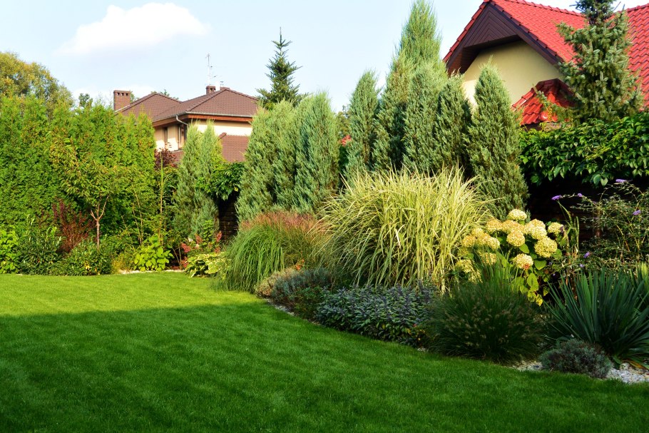 Тисс кустарник в ландшафтном