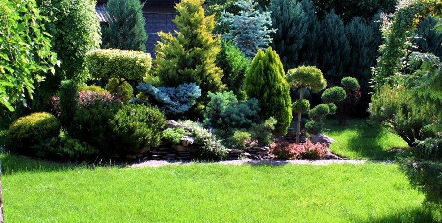 Тис ягодный 'Aureomarginata'