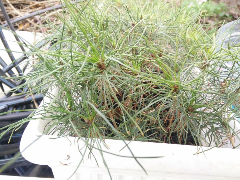 Pinus bungeana