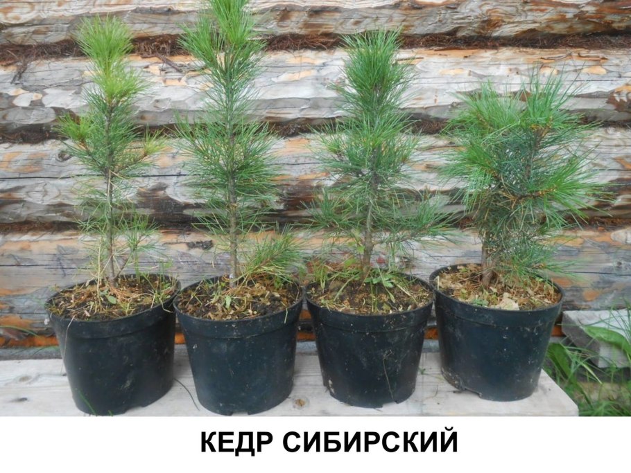 Сосна Кедровая Сибирская лес