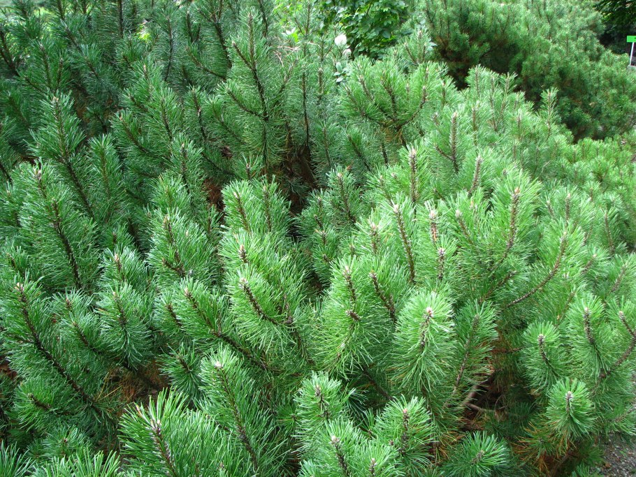 Сосна Pinus Sylvestris norske Typ