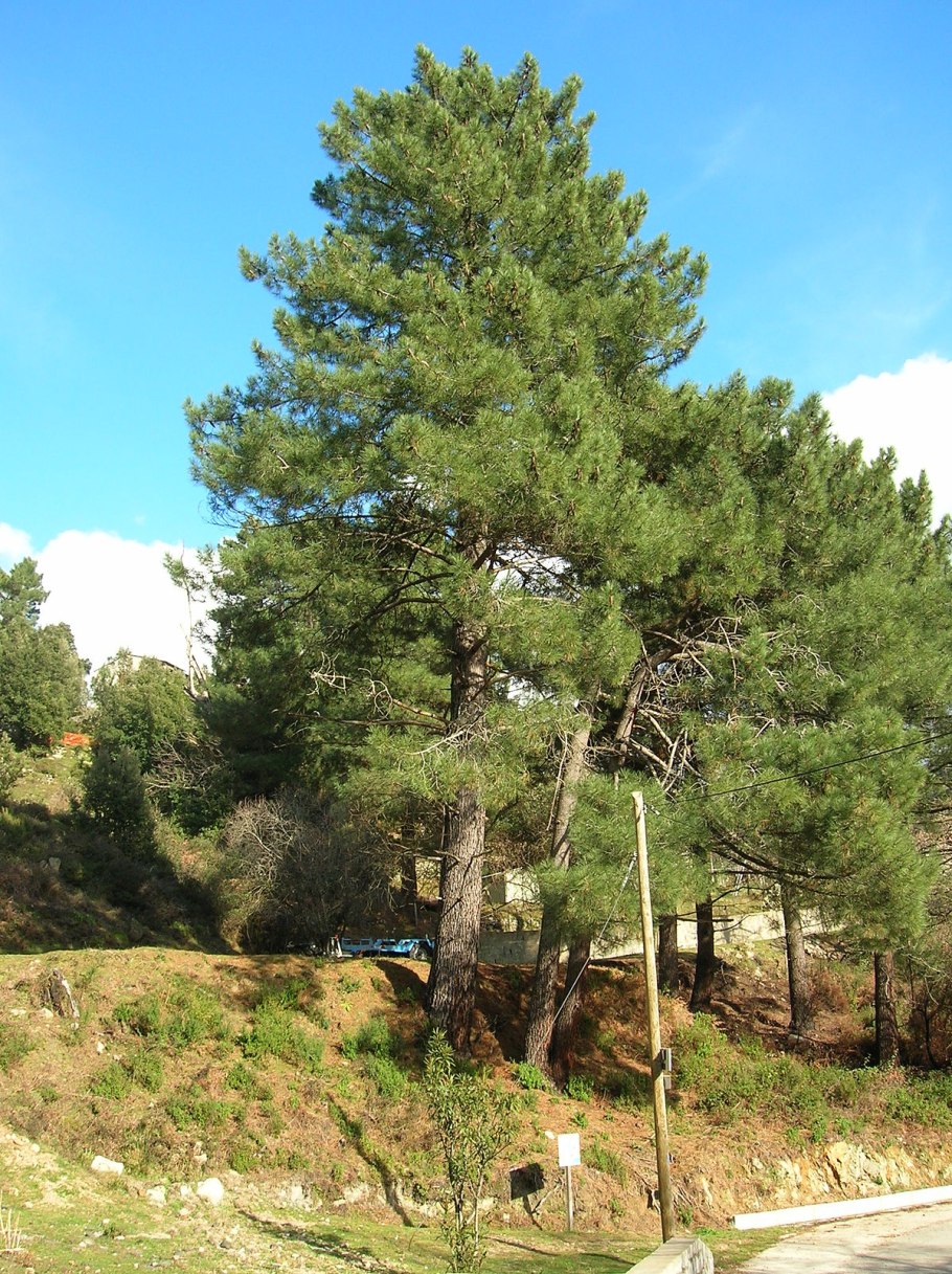 Дерево штата Арканзас - сосна ладанная (Pinus Taeda)