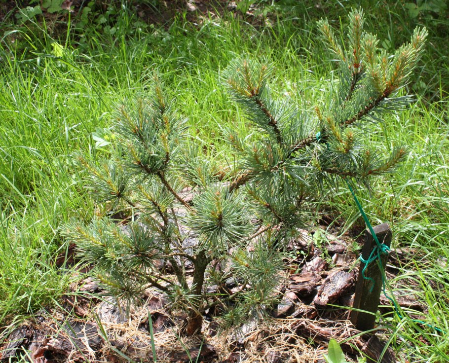 Сосна Веймутова Pinus strobus семена