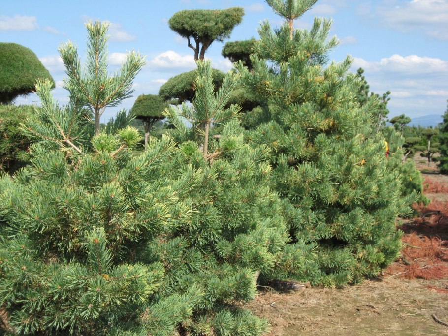 Pinus Sylvestris Langmore
