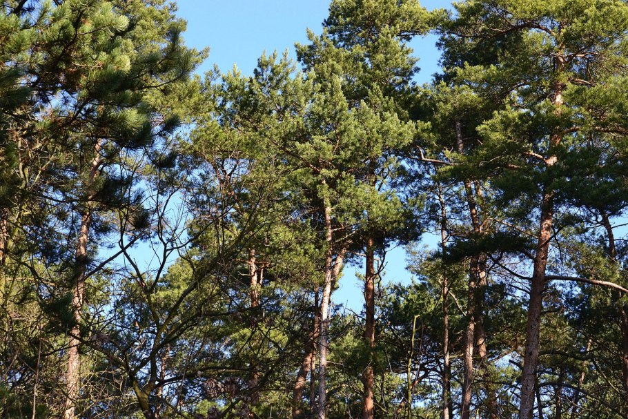Сосна обыкновенная Blue Sky