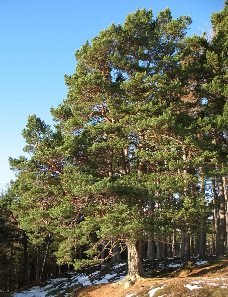 Pinus virginiana Fanfare