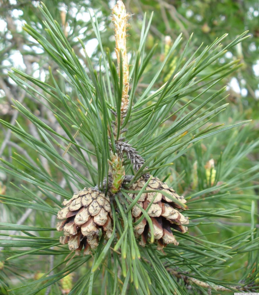 Pinus brutia subsp PNG
