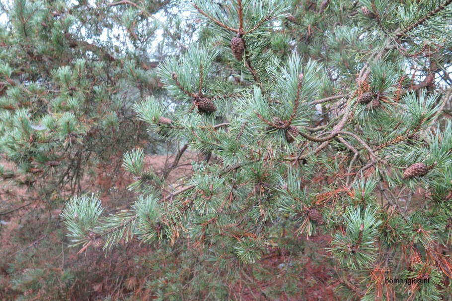 Pinus Sylvestris Frensham