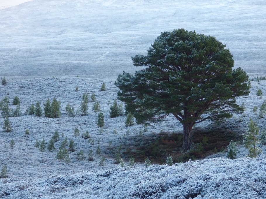 Pinus Sylvestris Baron