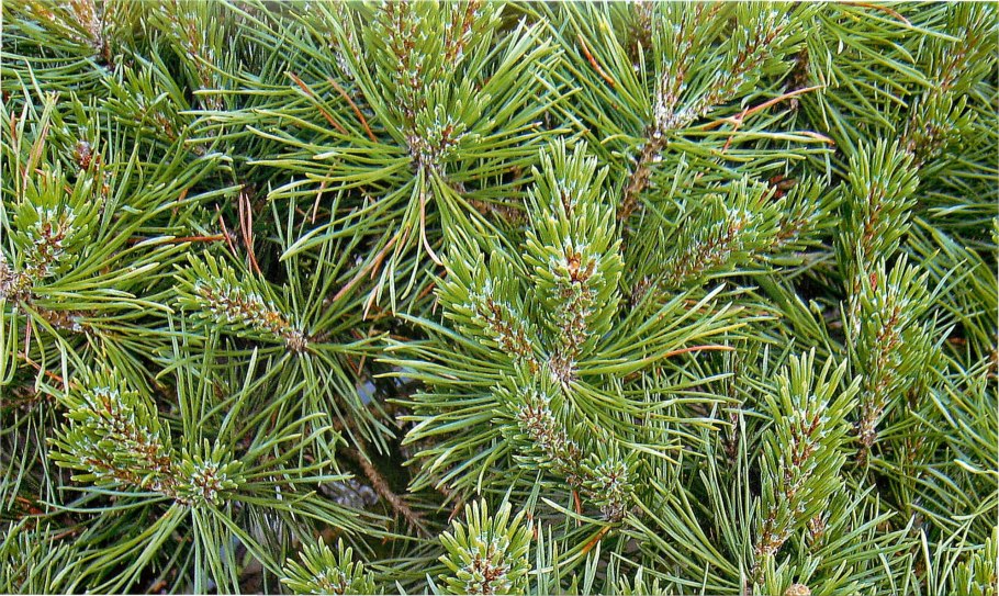 Макростробил Pinus Sylvestris (сосна обыкновенная)