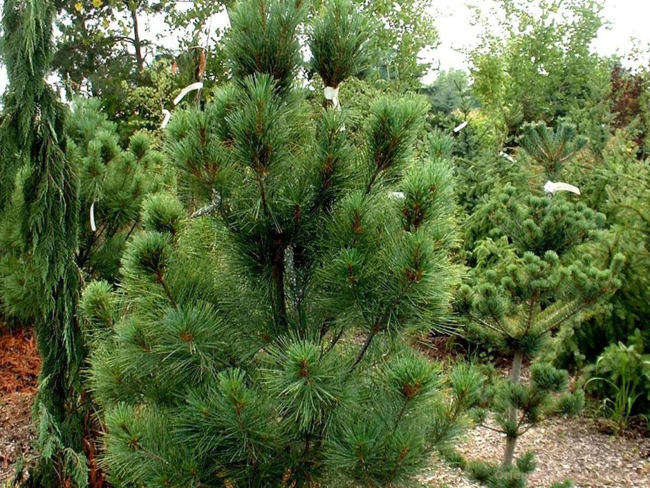 Pinus Sylvestris compressa