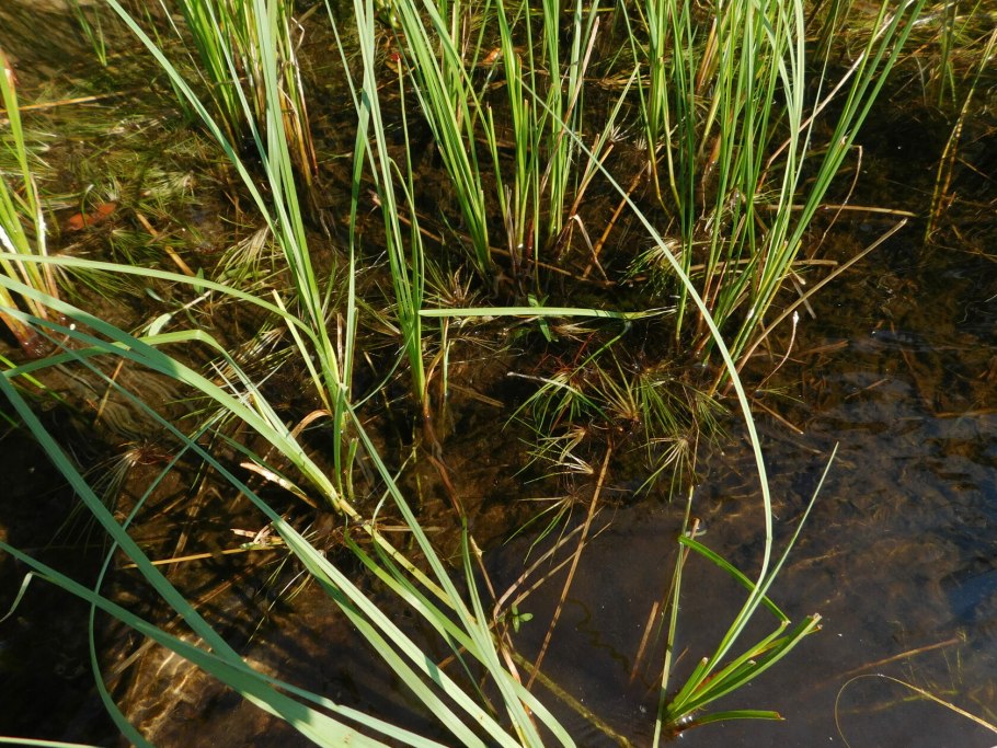Полушник Озерный Isoetes lacustris