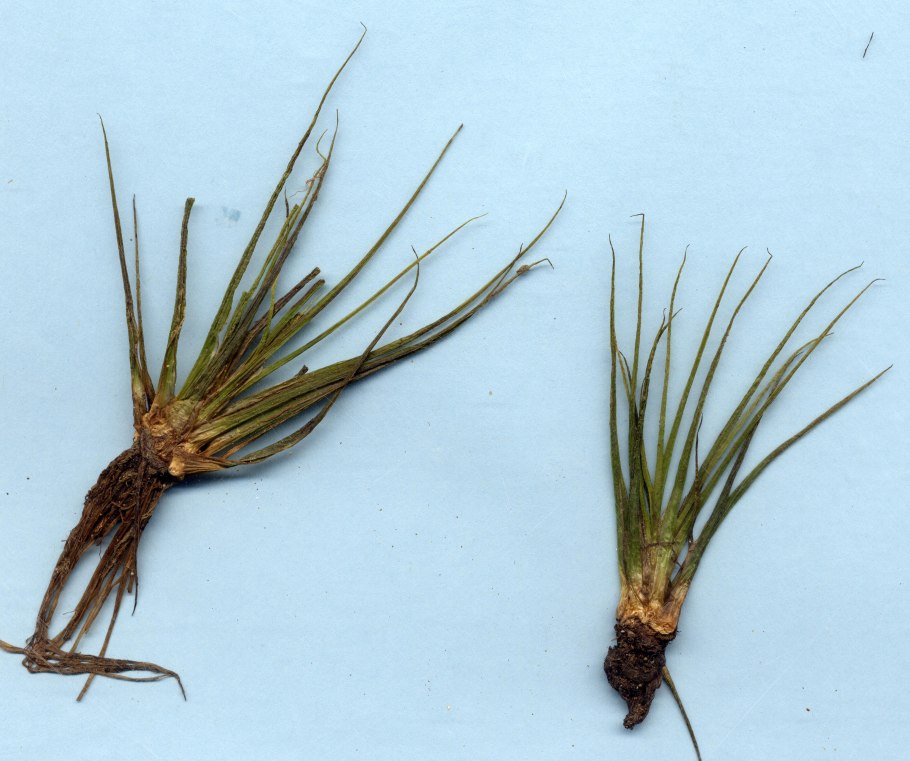 Полушник Озёрный