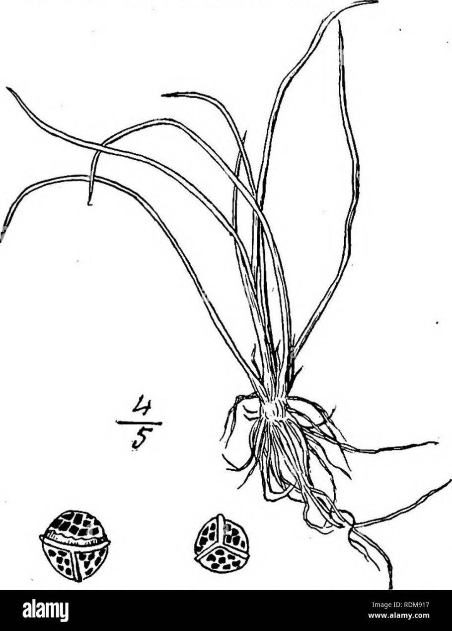 Папоротники это споровые растения