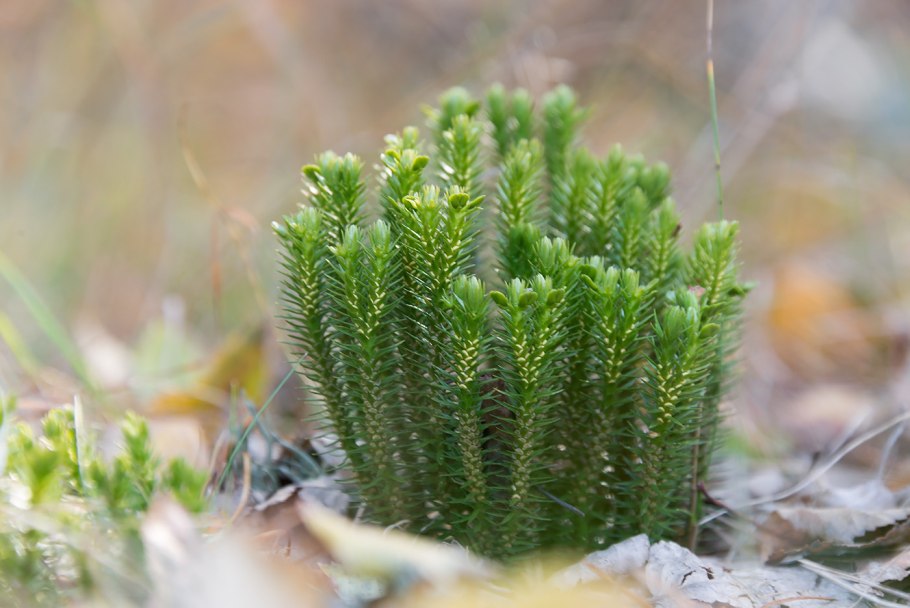 Isoetes lacustris