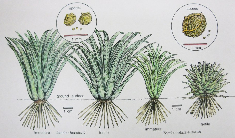Eriocaulon parviflorum