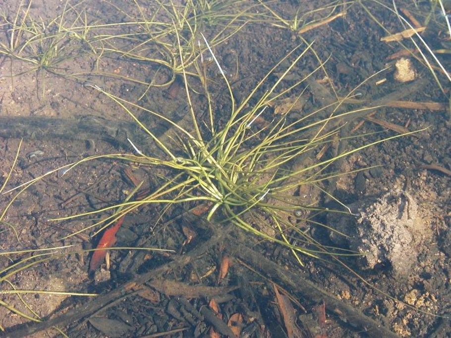 Ликоподиум плаун