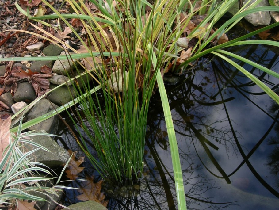 Селагинелла Сибирская ( Selaginella sibirica )