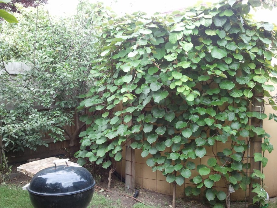 Актинидия коломикта