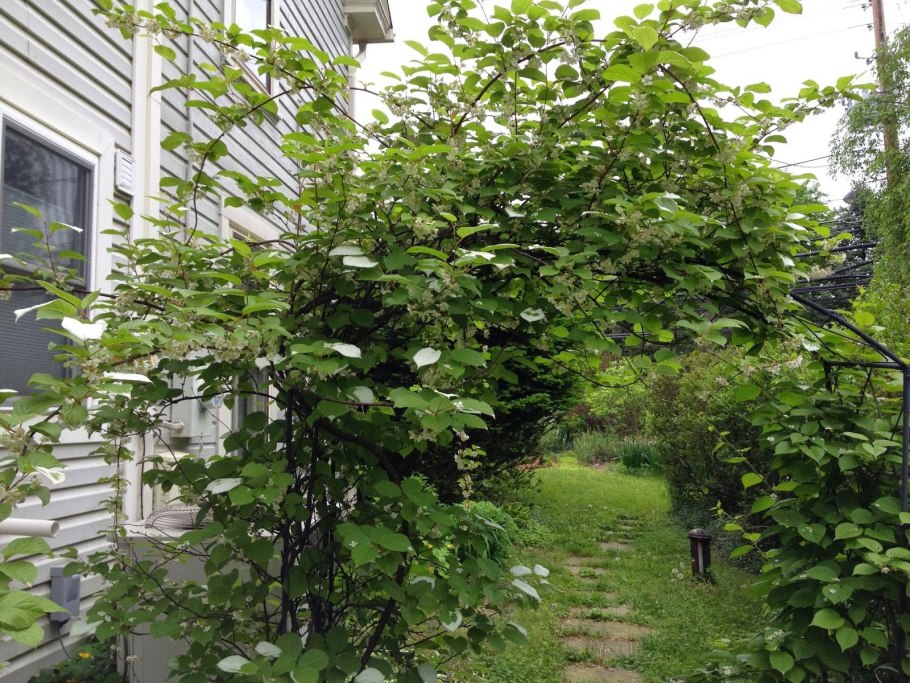 Жимолость каприфоль изгородь