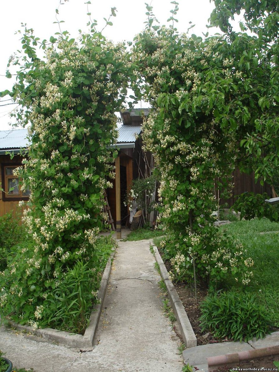 Пергола для актинидии