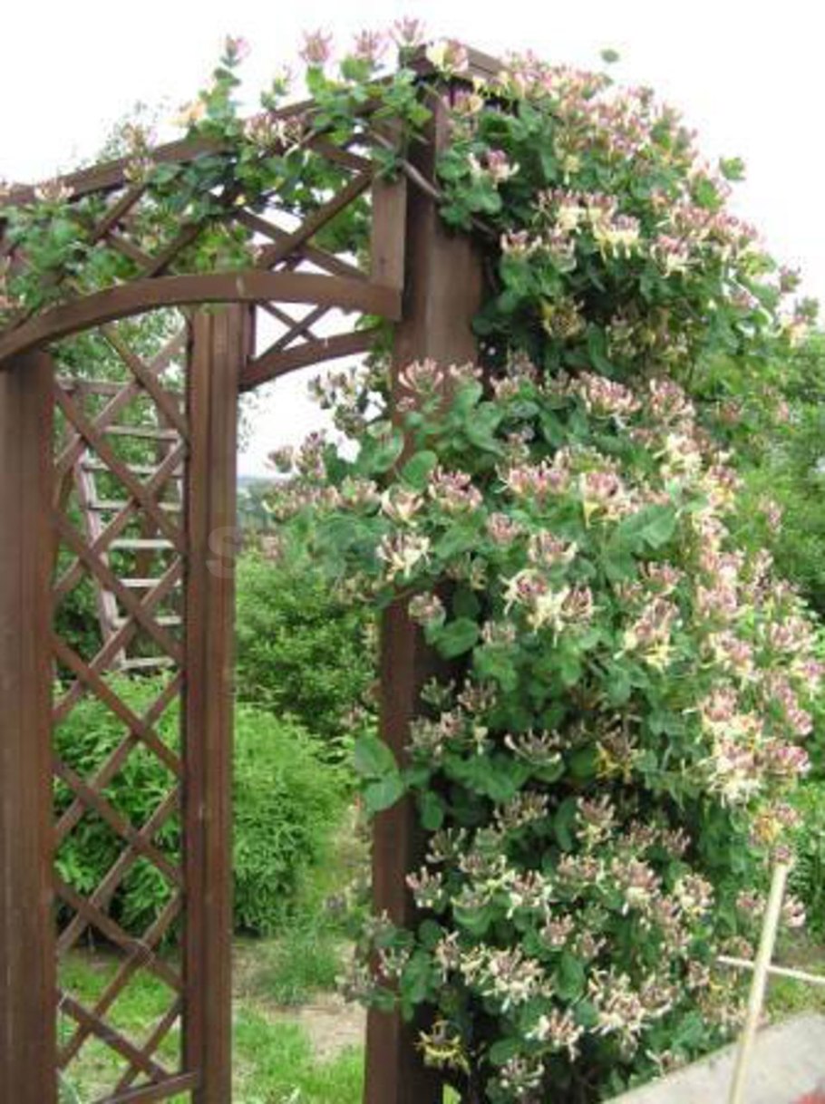 Актинидия коломикта Живая изгородь