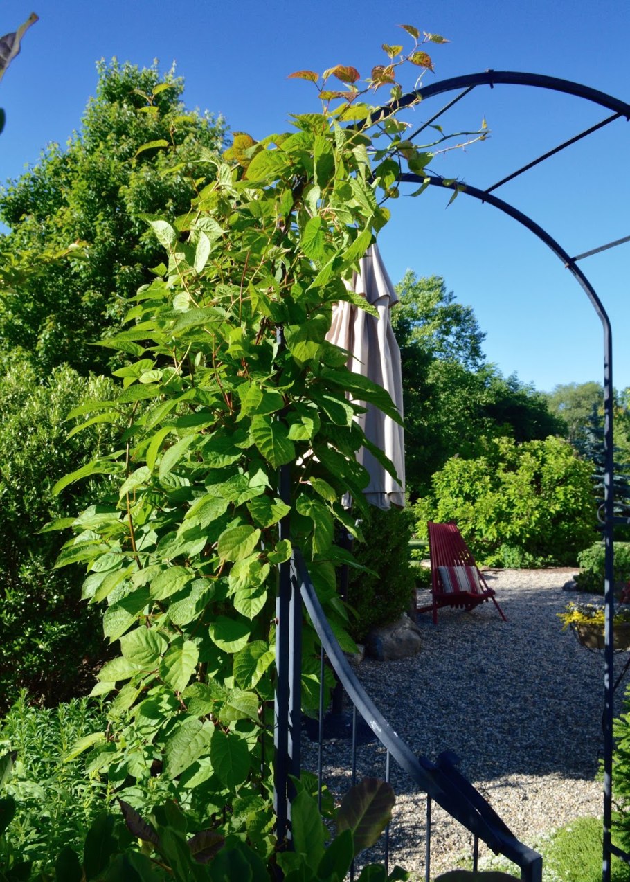 Шпалера для актинидии коломикта