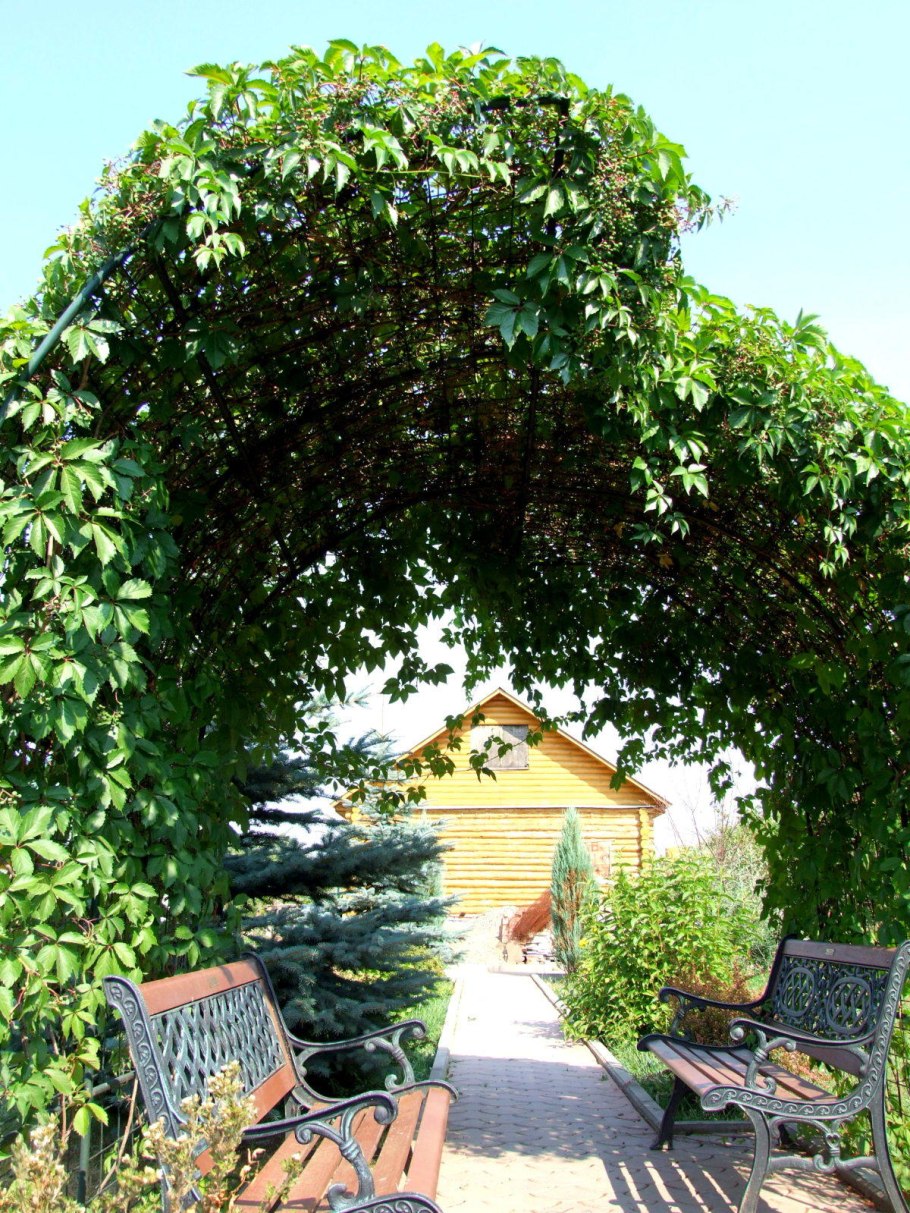 Девичий виноград на перголе