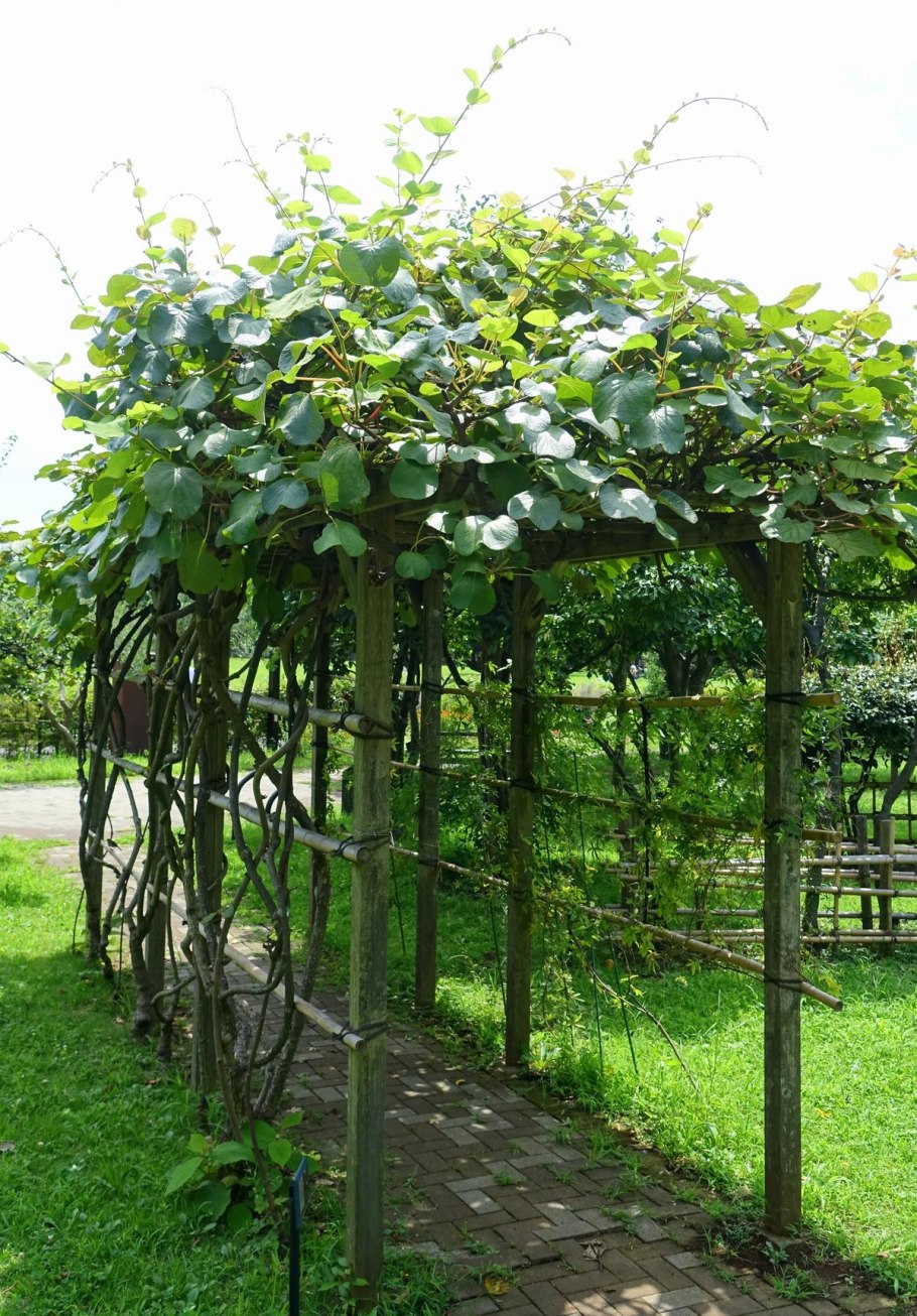 Актинидия коломикта на перголе