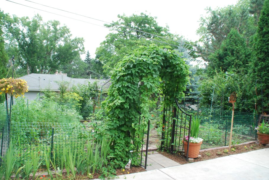 Актинидия аргута на шпалере