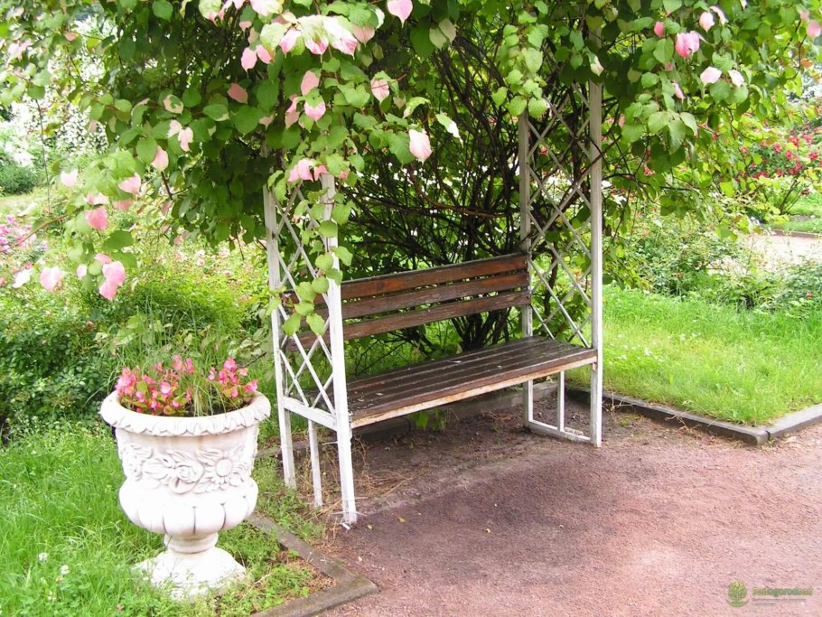 Актинидия киви плантация